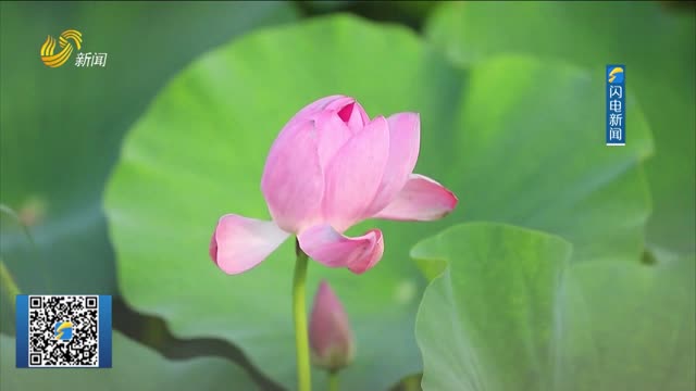 郯城：荷花次第绽放 勾勒夏日诗意画卷