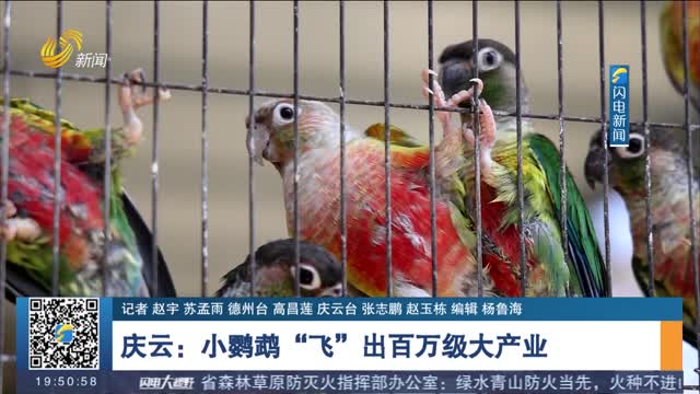 庆云：小鹦鹉“飞”出百万级大产业