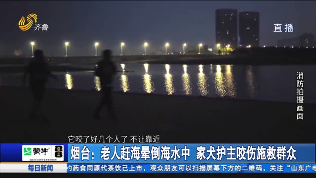 烟台：老人赶海晕倒海水中 家犬护主咬伤施救群众