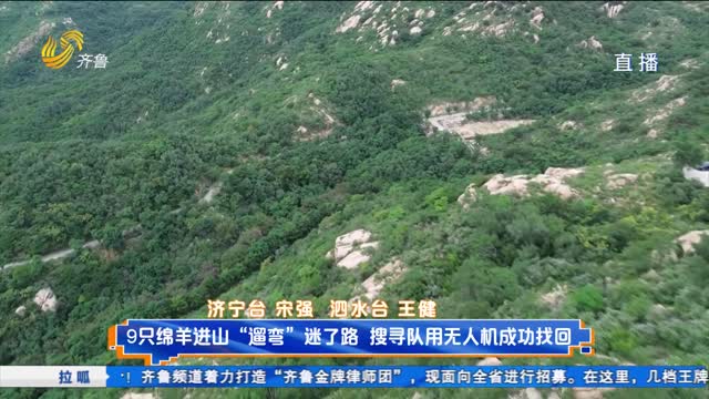 9只绵羊进山“遛弯”迷了路 搜寻队用无人机成功找回