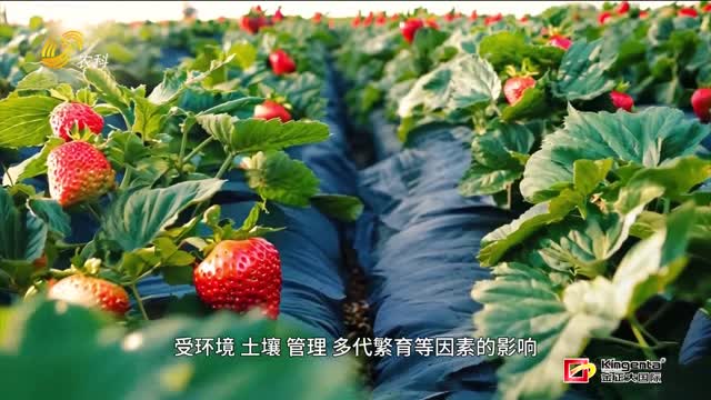 草莓苗里的“芯”技术