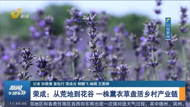 荣成：从荒地到花谷 一株薰衣草盘活乡村产业链