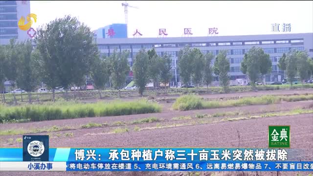博兴：承包种植户称三十亩玉米突然被拔除