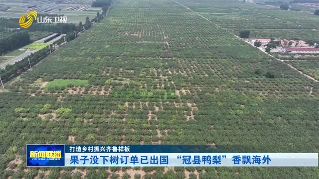 果子没下树订单已出国 “冠县鸭梨”香飘海外【打造乡村振兴齐鲁样板】