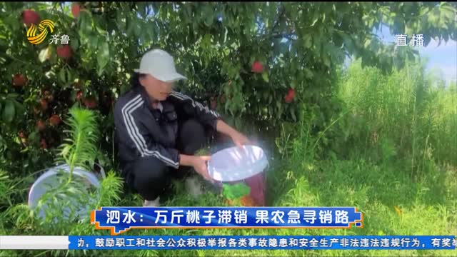 泗水：万斤桃子滞销 果农急寻销路