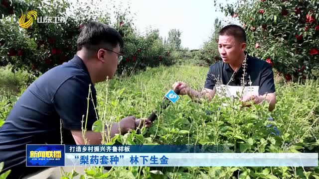 “梨药套种”林下生金【打造乡村振兴齐鲁样板】