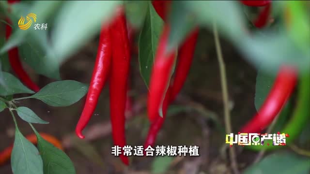 20260725《中国原产递》：广视农场