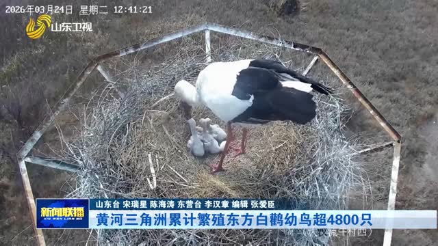 黄河三角洲累计繁殖东方白鹳幼鸟超4800只