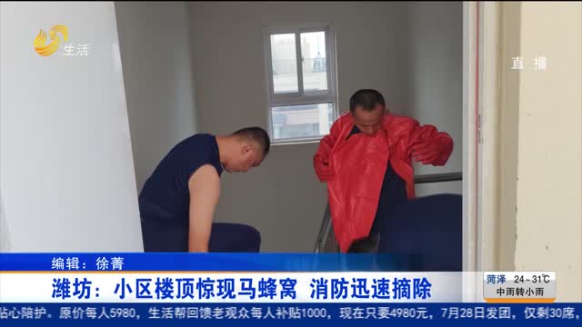 潍坊：小区楼顶惊现马蜂窝 消防迅速摘除
