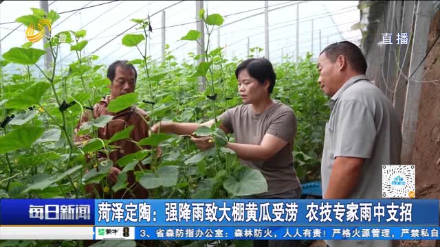 菏泽定陶：强降雨致大棚黄瓜受涝 农技专家雨中支招