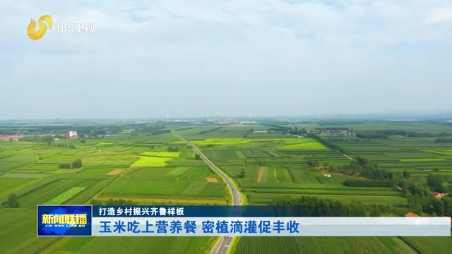 玉米吃上营养餐 密植滴灌促丰收【打造乡村振兴齐鲁样板】