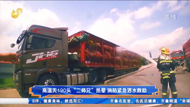 高温天190头“二师兄”热晕 消防紧急洒水救助