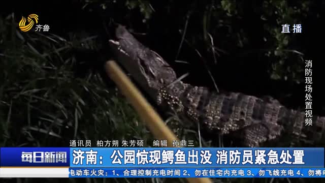 济南：公园惊现鳄鱼出没 消防员紧急处置