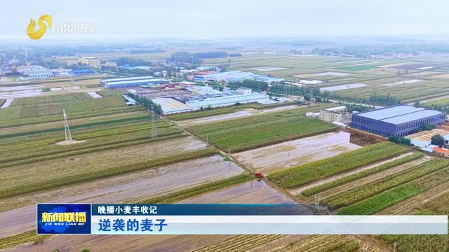 逆袭的麦子【晚播小麦丰收记】
