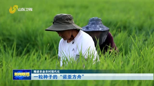一粒种子的“诺亚方舟”【推进农业农村现代化】