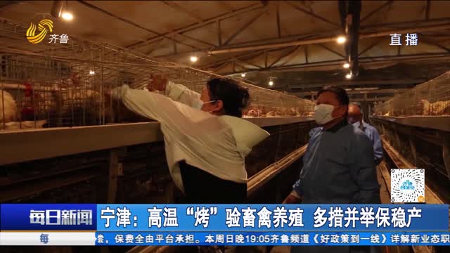 宁津：高温“烤”验畜禽养殖 多措并举保稳产