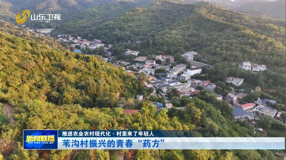 苇沟村振兴的青春“药方”【推进农业农村现代化·村里来了年轻人】