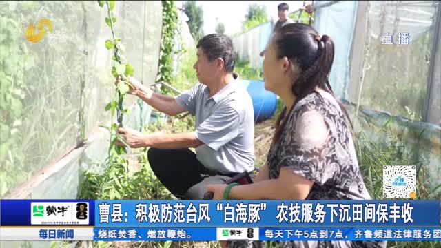 曹县：积极防范台风“白海豚” 农技服务下沉田间保丰收