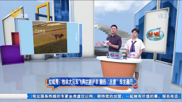拉呱秀：牧羊犬见车飞奔拦路护羊 随后“示意”车主通行