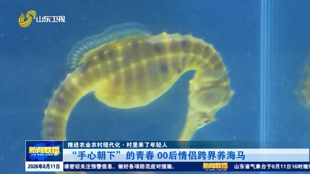 “手心朝下”的青春 00后情侣跨界养海马【推进农业农村现代化·村里来了年轻人】