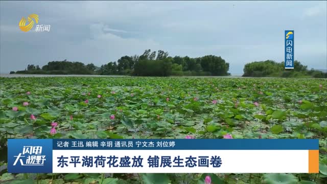 东平湖荷花盛放 铺展生态画卷