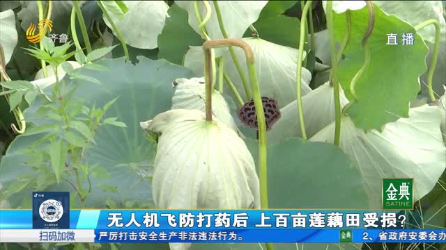 上百亩莲藕受损 村民怀疑跟无人机飞防打药有关！