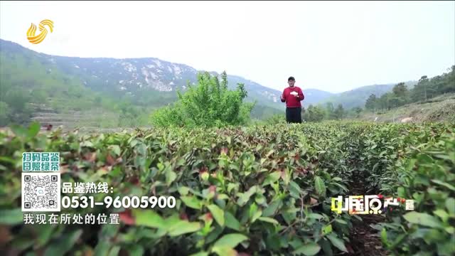 20260816《中国原产递》：日照绿茶