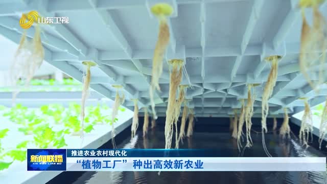 “植物工厂”种出高效新农业【推进农业农村现代化】