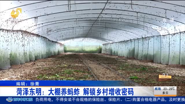 菏泽东明：大棚养蚂蚱 解锁乡村增收密码