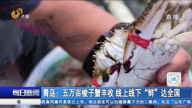 青岛：五万亩梭子蟹丰收 线上线下“鲜”达全国