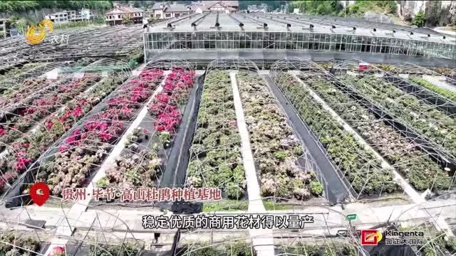 新质插花材料——高山杜鹃