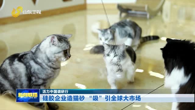 硅胶企业造猫砂 “吸”引全球大市场【活力中国调研行】