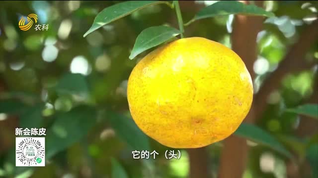 20260829《中国原产递》：新会陈皮