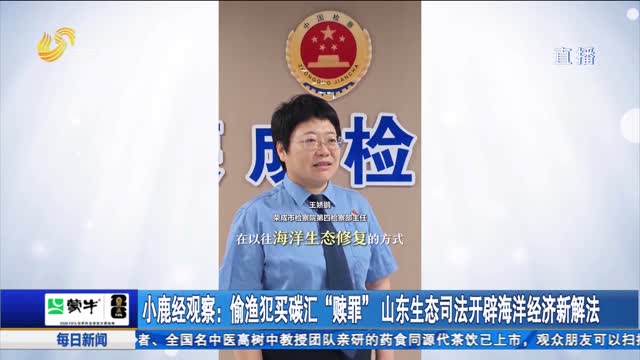 小鹿经观察：偷渔犯买碳汇“赎罪”山东生态司法开辟海洋经济新解法