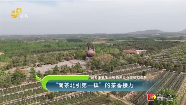“南茶北引第一镇”的茶香接力