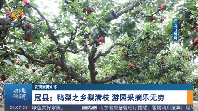 【发现宝藏山东】冠县：鸭梨之乡梨满枝 游园采摘乐无穷