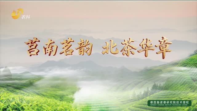 莒南茗韵 北茶华章——纪念山东省“南茶北引”七十周年