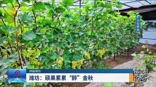 【诗画潍坊】潍坊：硕果累累 “醉”金秋