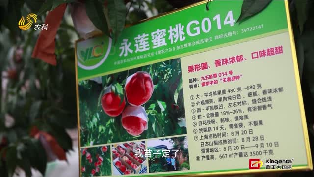 永莲蜜桃又添新品种：糖度高 颜值高