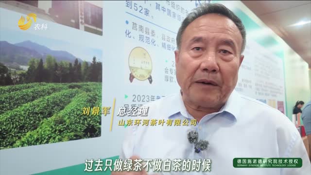 莒南茶人攻坚克难 创制白茶增三成利