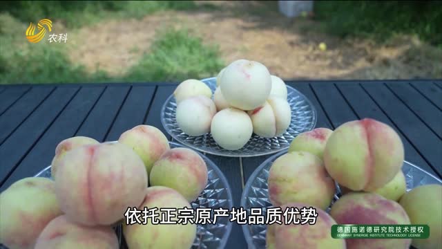 肥城佛桃熟了