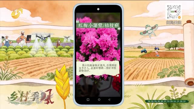 高山杜鹃栽培技术：病害防治