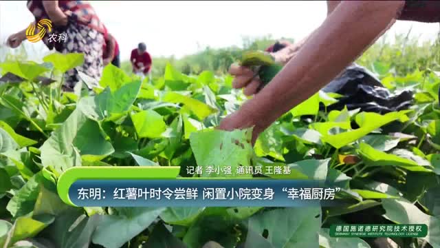 东明：红薯叶时令尝鲜 闲置小院变身“幸福厨房”