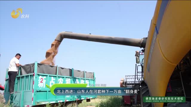 北上西进：山东人在河套种下一万亩“翻身麦”