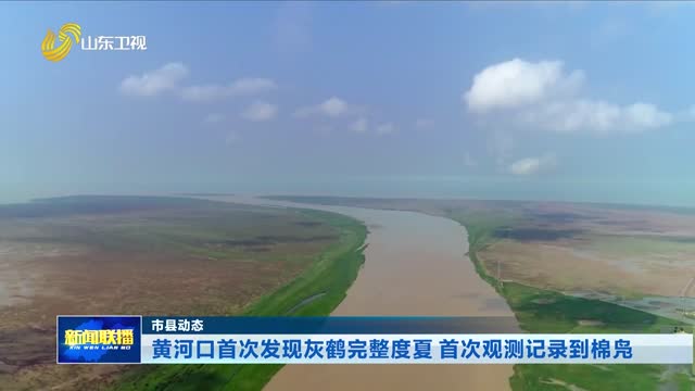 黄河口首次发现灰鹤完整度夏 首次观测记录到棉凫【市县动态】