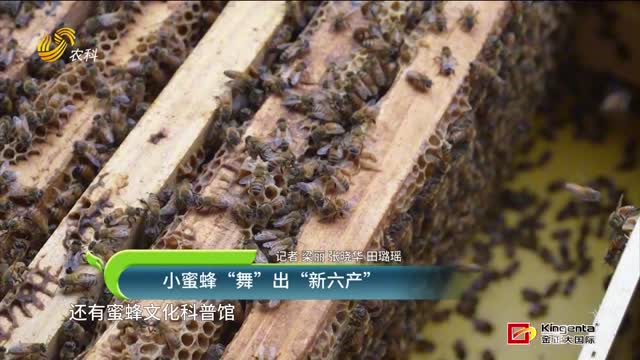 小蜜蜂“舞”出“新六产”