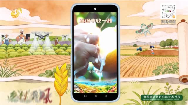 【直通丰收一线】颗颗圆润秋月梨 沉浸式解锁梨农丰收时刻