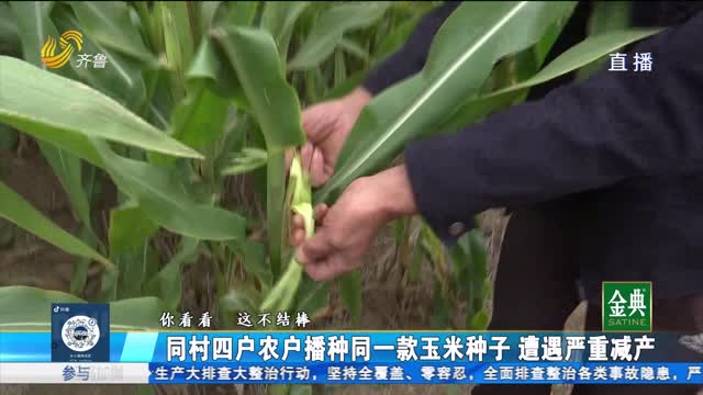 玉米减产农户怀疑跟种子有关？