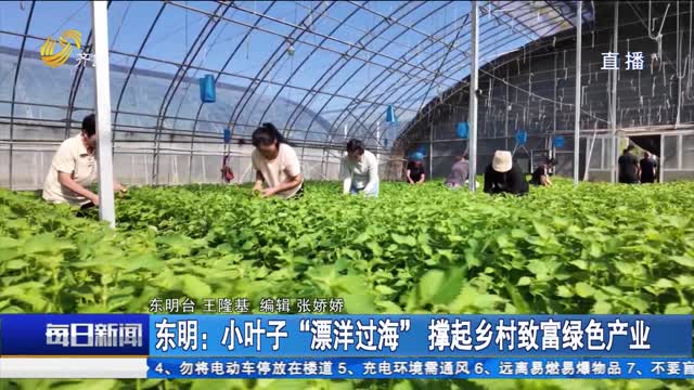 东明：小叶子“漂洋过海” 撑起乡村致富绿色产业