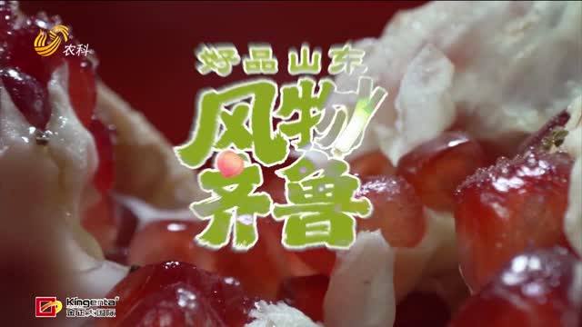 【好品山东 风物齐鲁】峄城石榴